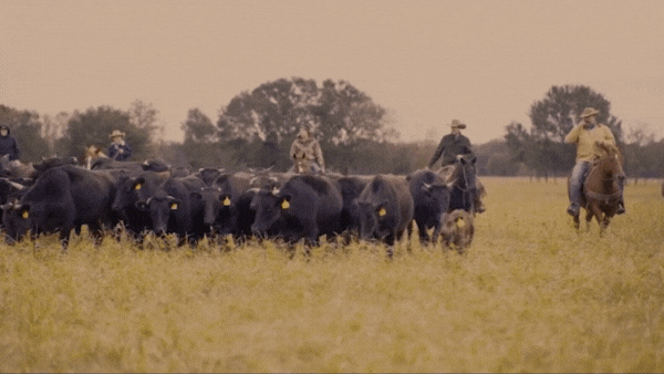 case study - r-c ranch, firebelly marketing
