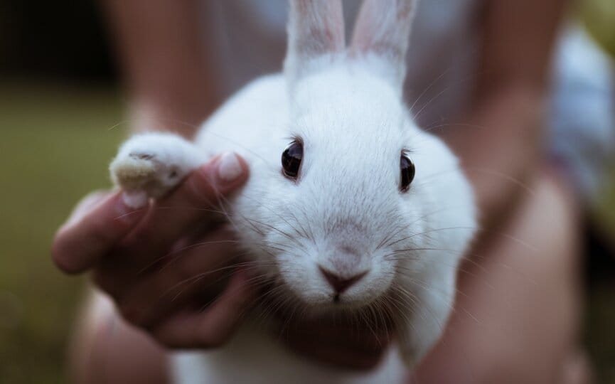the complete list of annual pet holidays to celebrate on social media, firebelly marketing