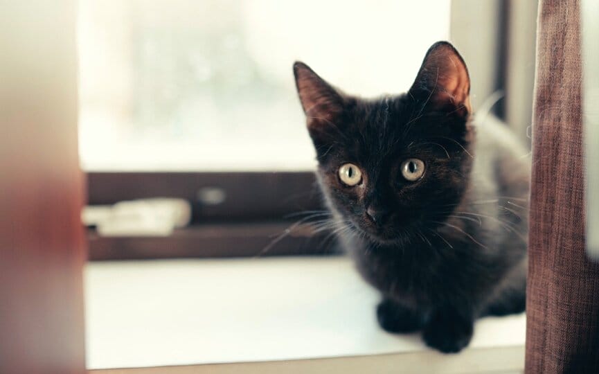 the complete list of annual pet holidays to celebrate on social media, firebelly marketing
