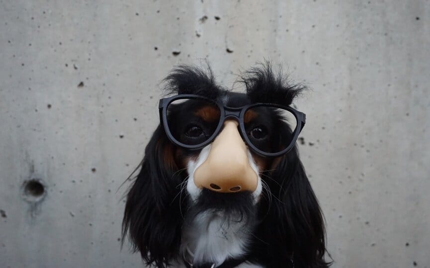 the complete list of annual pet holidays to celebrate on social media, firebelly marketing