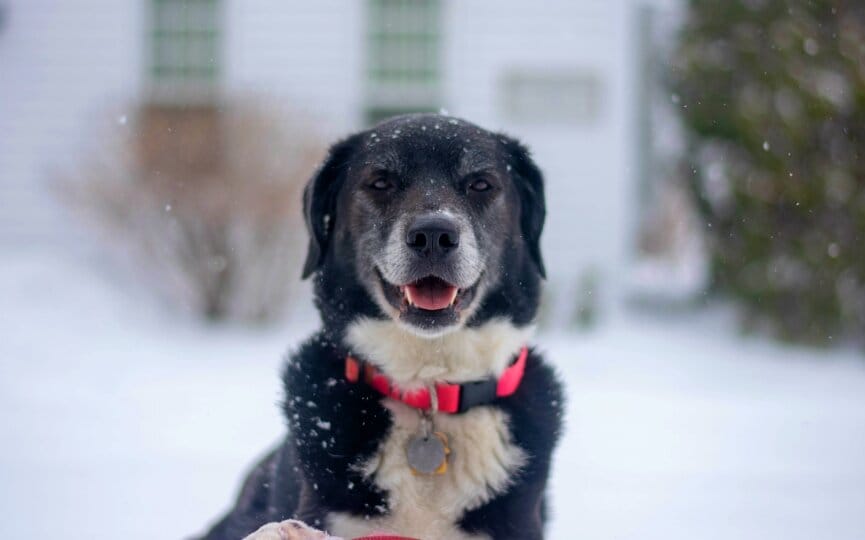 the complete list of annual pet holidays to celebrate on social media, firebelly marketing
