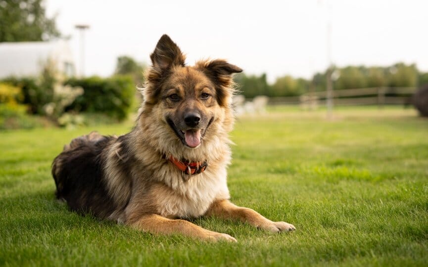 the complete list of annual pet holidays to celebrate on social media, firebelly marketing