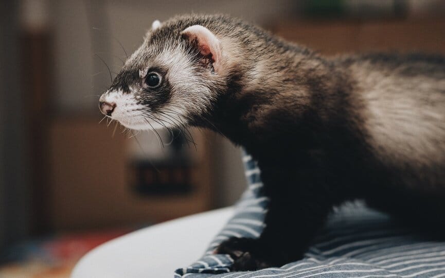 the complete list of annual pet holidays to celebrate on social media, firebelly marketing