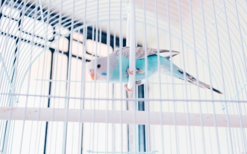 the complete list of annual pet holidays to celebrate on social media, firebelly marketing