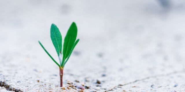 5 smart ways to organically increase followers on social media, firebelly marketing