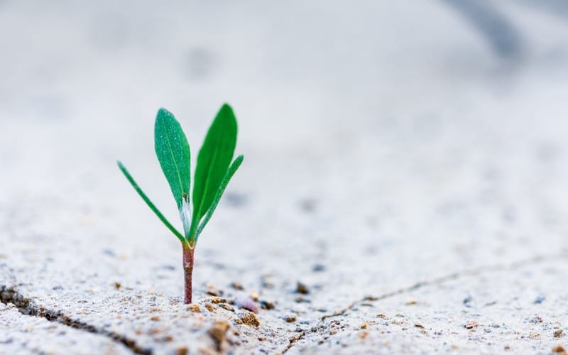 5 smart ways to organically increase followers on social media, firebelly marketing