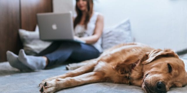 the complete list of annual pet holidays to celebrate on social media, firebelly marketing