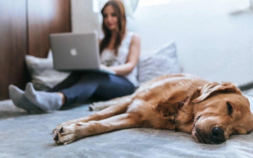 the complete list of annual pet holidays to celebrate on social media, firebelly marketing