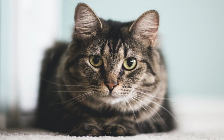 the complete list of annual pet holidays to celebrate on social media, firebelly marketing