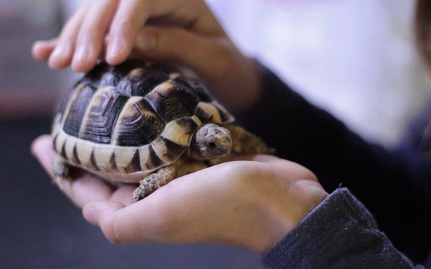 the complete list of annual pet holidays to celebrate on social media, firebelly marketing